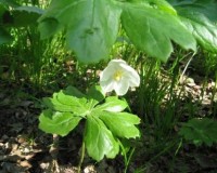 podophyllum peltatum 2.jpg